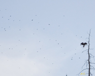 Hawk and Swallows
